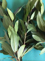 bay leaves just picked